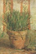 Vincent Van Gogh Flowerpot with Chives (nn04) oil painting reproduction